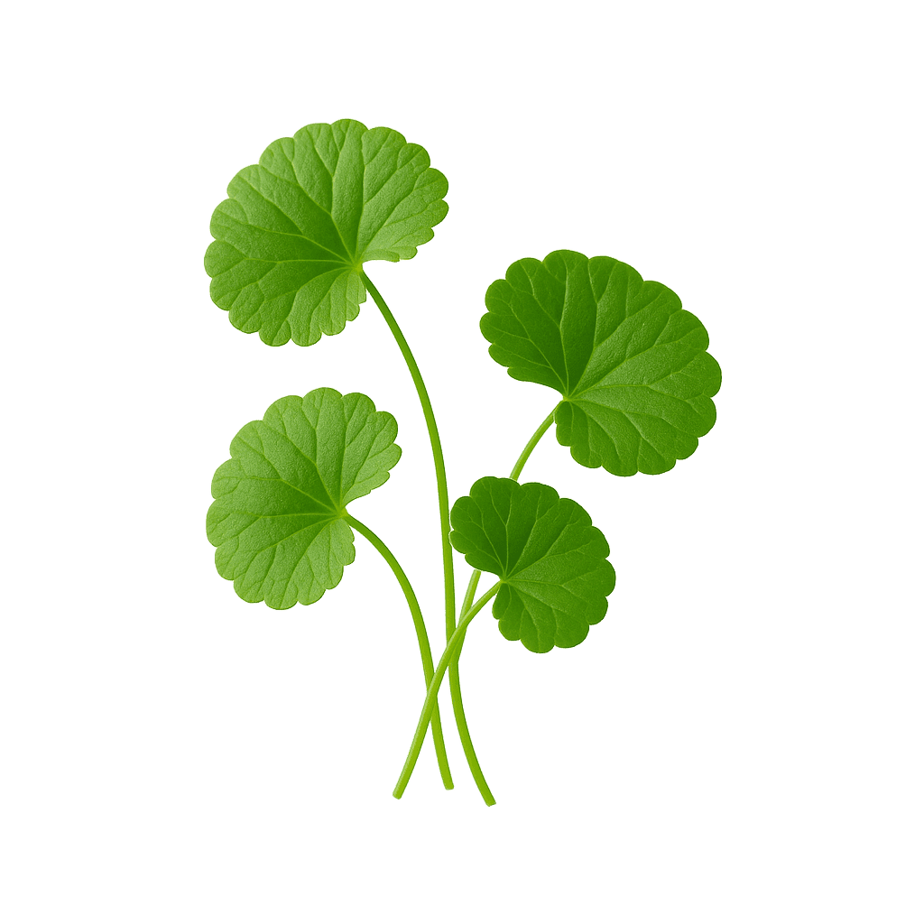 CENTELLA ASIATICA